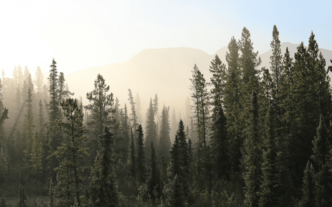 How to Write Sales Page Copy that Converts for Ecopreneurs – Part I